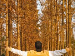 -合肥滨湖国家森林公园