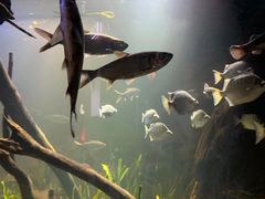 -悉尼海洋生物水族馆