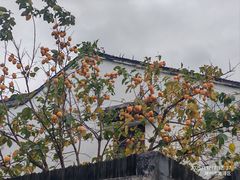 -丝绸小镇荻港古村