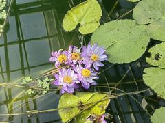 -国家植物园南园