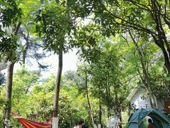 -铁山坪森林公园