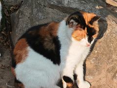 -扬州大运河文化旅游度假区·盆景园