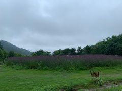-黄陂区野村谷景区