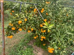 -前小桔亲子创意农场·草莓采摘·露营烧烤