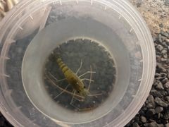 -DGE季风钓虾营地·团建·聚会