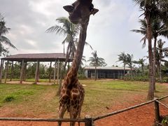 -海南热带野生动植物园
