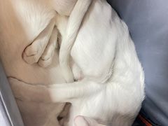 -北京观赏动物医院·24小时大型综合·猫专科·异宠专科