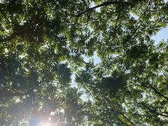 -上海滨江森林公园