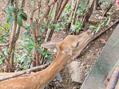 -合肥野生动物园
