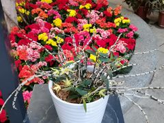 -国家植物园