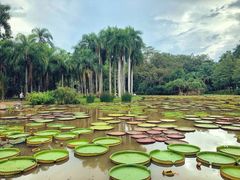 -中国科学院西双版纳热带植物园