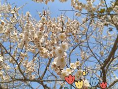 -梅花山(明孝陵内)