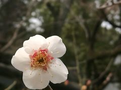 -名古屋城