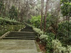 -铁山坪森林公园