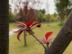 -眉山湿地公园(东坡区)