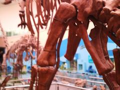 -陕西自然博物馆