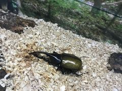 -上海大自然野生昆虫馆(东方明珠·爬宠昆虫探索中心)