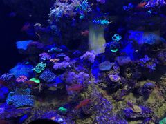-新加坡海洋生态馆