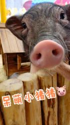 -七巧国萌宠乐园(龙湖天街店)
