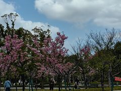 -新江湾城公园