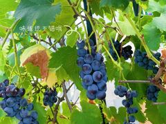 -海堤葡萄园中小学生研学基地