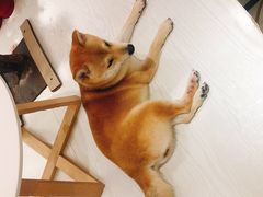 -浣熊柯尔鸭土拨鼠·电玩咖