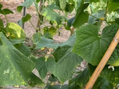 -南汇新场正宗水蜜桃采摘