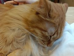 -绒爪撸猫下午茶·猫咖