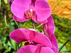 -国家植物园南园