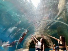 -哈尔滨波塞冬海底世界