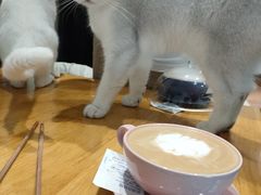 -猫色咖啡·猫咖