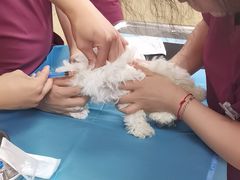 -美联众合动物医院·24h转诊中心