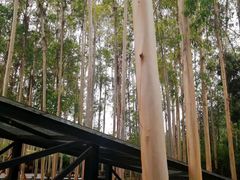 -桉树林A coffee 森林餐厅(三圣乡店)