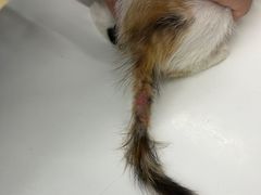 -瑞派动物医院·猫专科·至诚(江南中分院)