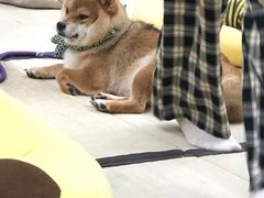 -逗柴咖啡屋·狗咖猫咖宠物桌游