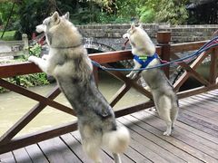 -重庆乌鱼庄·龙滋鲜(青羊大道店)