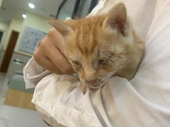 -艾贝尔宠物诊疗