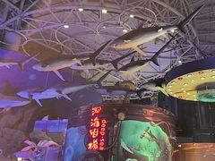 -烟台海昌鲸鲨海洋公园