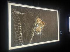 -罗红摄影艺术馆