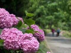 -上海滨江森林公园