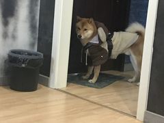 -猫尾侦探俱乐部·剧本杀·狼人杀