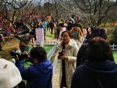 -香雪海