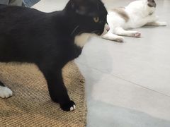 -Heymao猫咖.咖啡厅(东门店)