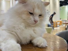 -藏猫猫咖啡主题馆(中央大道店)