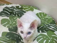 -青奢宠物·青奢猫舍