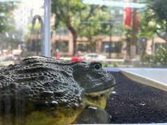 -酷以爬仙阁实体爬宠店·守宫·蜥蜴·专业繁育