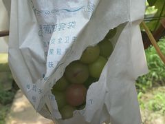 -马陆小张葡萄园农家乐