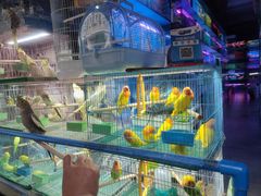 -青石桥花鸟鱼虫市场(叠翠城店)