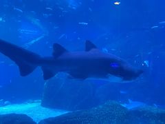 -海合安成都极地海洋公园