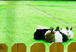 -萌宠亲子动物乐园(槐房万达店)